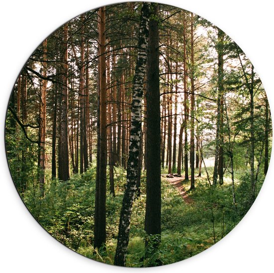 WallClassics - Dibond Muurcirkel - Hoge Bomen met Groen in Bos - 70x70 cm Foto op Aluminium Muurcirkel (met ophangsysteem)