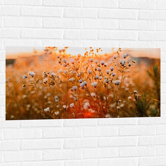 WallClassics - Muursticker - Openklappende Madeliefjes in het Veld - 100x50 cm Foto op Muursticker