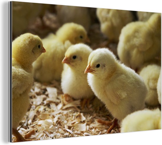 Bébé dans la sciure Aluminium 180x120 cm - impression photo sur aluminium (décoration murale en métal) XXL / Groot format!