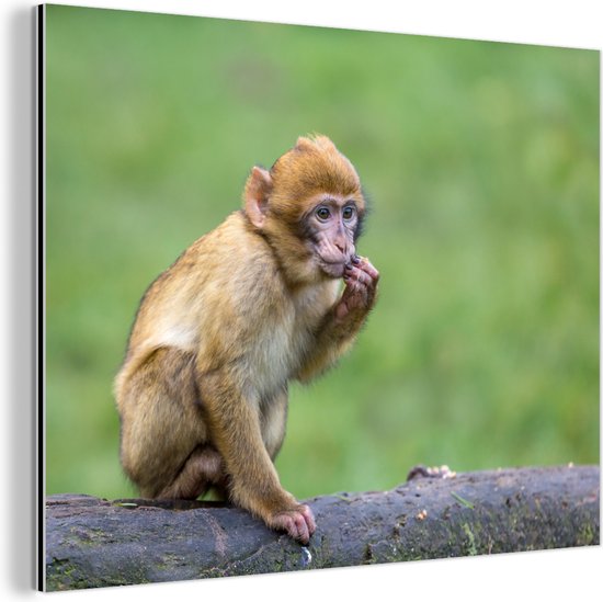 Jonge makaak aap Aluminium 60x40 cm - Foto print op Aluminium (metaal wanddecoratie)
