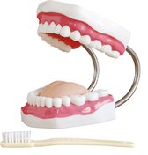 Gebitsverzorgingsmodel, 32 tanden, tandenpoets anatomie model gebit