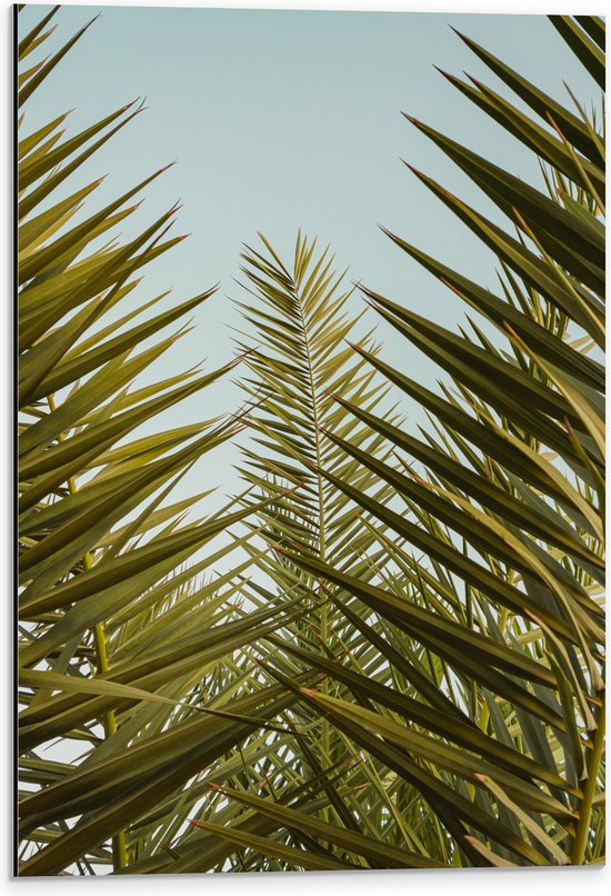 WallClassics - Dibond - Palmboom Planten met Blauwe Lucht - 40x60 cm Foto op Aluminium (Wanddecoratie van metaal)