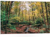 WallClassics - Panneau en mousse PVC - Arbres tombés sur la rivière - 75x50 cm Photo sur panneau en mousse PVC (avec système de suspension)