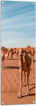 WallClassics - Tuinposter – Kudde Dromedarissen in de Woestijn - 40x120 cm Foto op Tuinposter  (wanddecoratie voor buiten en binnen)