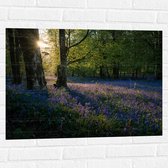 WallClassics - Muursticker - Zonnetje Schijnend op Lavendel  - 80x60 cm Foto op Muursticker