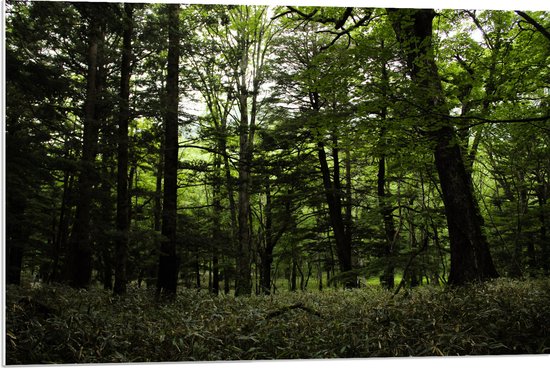 WallClassics - PVC Schuimplaat - Alleenmaar Groen in het Bos - 90x60 cm Foto op PVC Schuimplaat (Met Ophangsysteem)