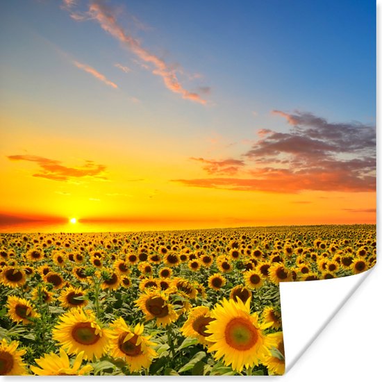 Poster Bloemen - Zonnebloem - Zonsondergang - Nacht - Oranje - 30x30 cm