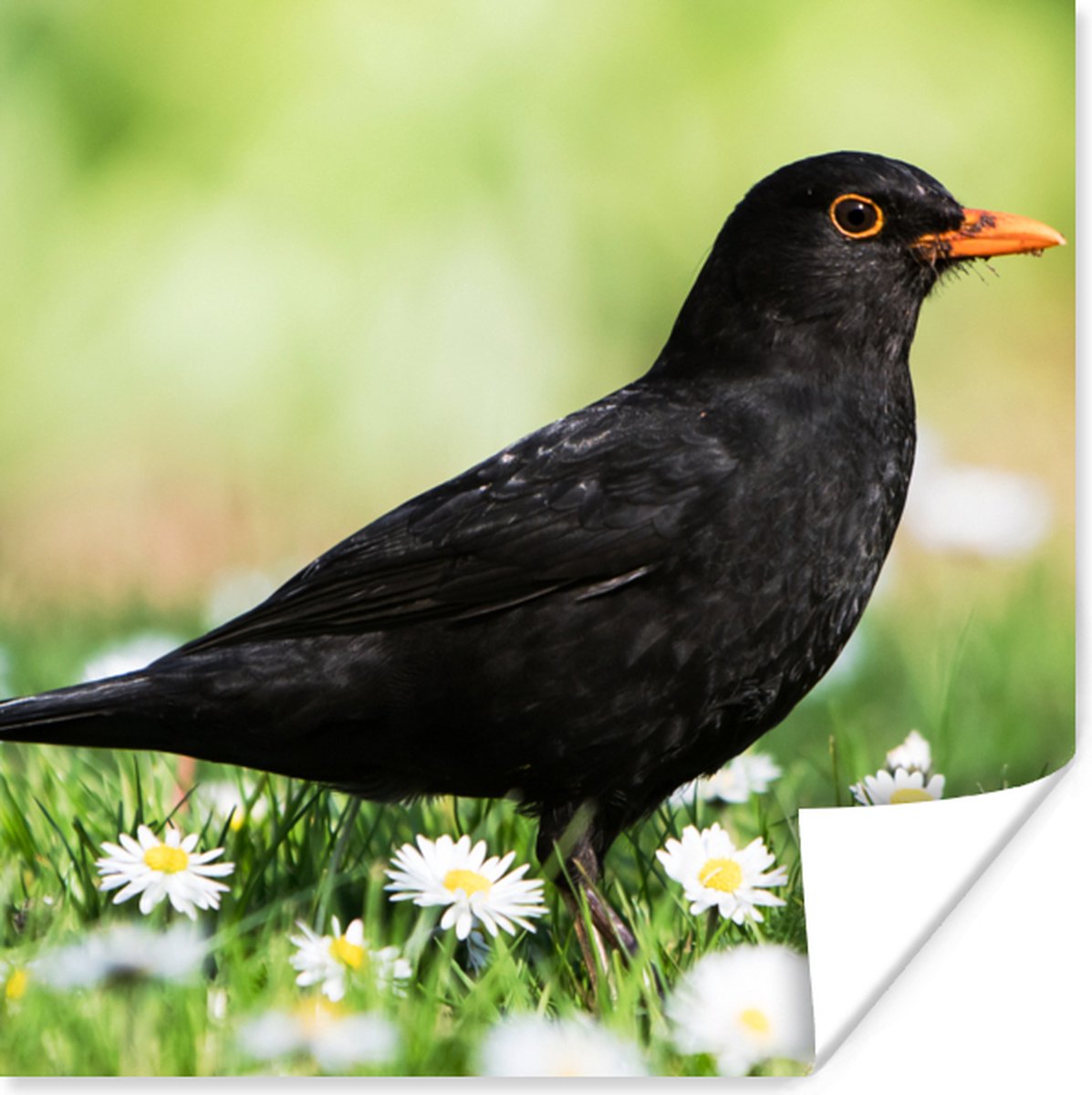 Poster Vogel - Merel - Bloemen - 30x30 cm