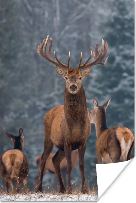 Poster Hert - Winter - Sneeuw - Bosdieren - Bos - Natuur - 40x60 cm