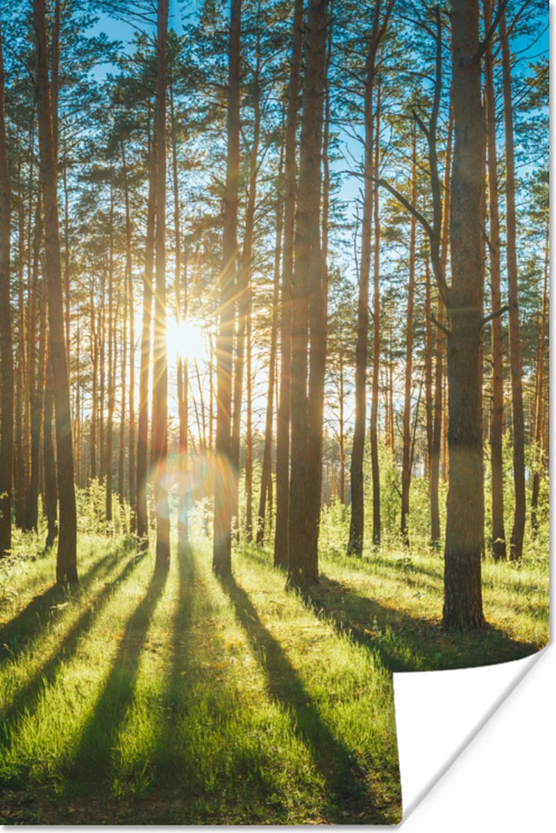 Poster Zon - Bomen - Landschap - Gras - 20x30 cm