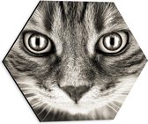 WallClassics - Dibond Hexagon - Kat Kijkt je Aan - 30x26.1 cm Foto op Hexagon (Met Ophangsysteem)