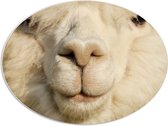 WallClassics - PVC Schuimplaat Ovaal - Close-Up van een Witte Alpaca - 80x60 cm Foto op Ovaal  (Met Ophangsysteem)