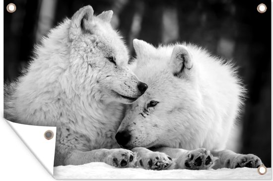Tuinposter - Tuindoek - Tuinposters buiten - Twee witte wolven in de sneeuw - zwart wit - 120x80 cm - Tuin
