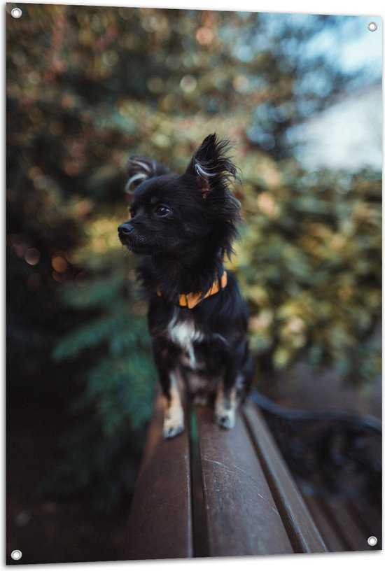 WallClassics - Tuinposter – Klein Zwart Hondje - 80x120 cm Foto op Tuinposter  (wanddecoratie voor buiten en binnen)