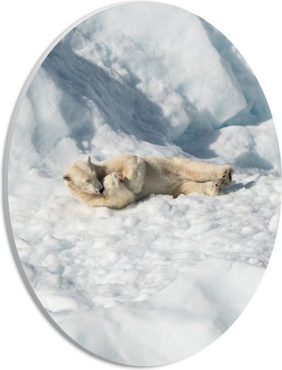 WallClassics - PVC Schuimplaat Ovaal - Slapende IJsbeer in de Sneeuw - 21x28 cm Foto op Ovaal  (Met Ophangsysteem)