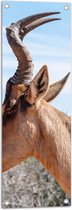 WallClassics - Tuinposter – Kop van een Antilope - 30x90 cm Foto op Tuinposter  (wanddecoratie voor buiten en binnen)