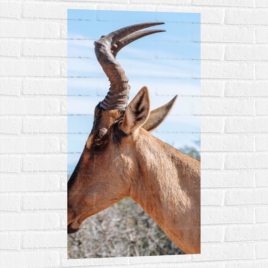WallClassics - Muursticker - Kop van een Antilope - 50x100 cm Foto op Muursticker