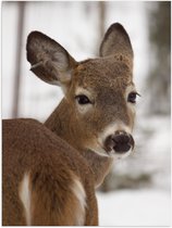 WallClassics - Poster Brillant - Cerf dans la Neige - 30x40 cm Photo sur Papier Poster avec Finition Brillante