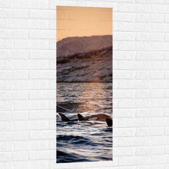 WallClassics - Muursticker - Orca's in het Water - 40x120 cm Foto op Muursticker