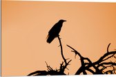 WallClassics - Dibond - Silhouette van een Raaf Vogel op Takken - 90x60 cm Foto op Aluminium (Wanddecoratie van metaal)