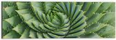 WallClassics - Dibond - Spiraalvormige Cactus - 60x20 cm Foto op Aluminium (Met Ophangsysteem)