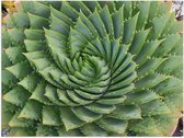 WallClassics - Poster Glossy - Spiral Cactus - 40x30 cm Photo sur Papier Poster avec Finition Brillante