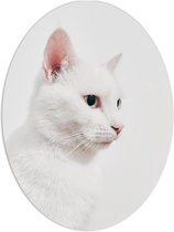 WallClassics - PVC Schuimplaat Ovaal - Witte Kat op Witte Achtergrond - 60x80 cm Foto op Ovaal  (Met Ophangsysteem)