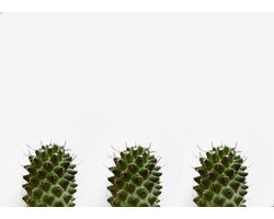 Papieren Placemats Onderleggers Cactussen 50 stuks (30x42cm)