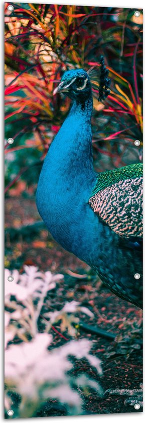 WallClassics - Tuinposter – Prachtige Blauw Groene Pauw - 50x150 cm Foto op Tuinposter  (wanddecoratie voor buiten en binnen)