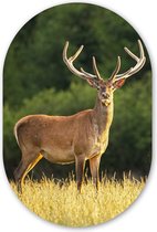 Ovale Mural - Ovale Mural - Décoration murale Plastique - Peinture Ovale - Cerf - Bois - Herbe - Nature - Animaux - Vert - 80x120 cm - Forme Miroir Ovale sur Plastique