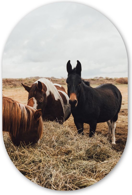 Muurovaal - Kunststof Wanddecoratie - Ovalen Schilderij - Dieren - Paard - Paarden - 60x90 cm - Ovale spiegel vorm op kunststof