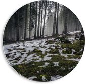 WallClassics - Cercle mural en panneau de mousse PVC - Arbres étroits dans une forêt avec de petits morceaux de neige - Photo 40x40 cm sur cercle mural (avec système de suspension)