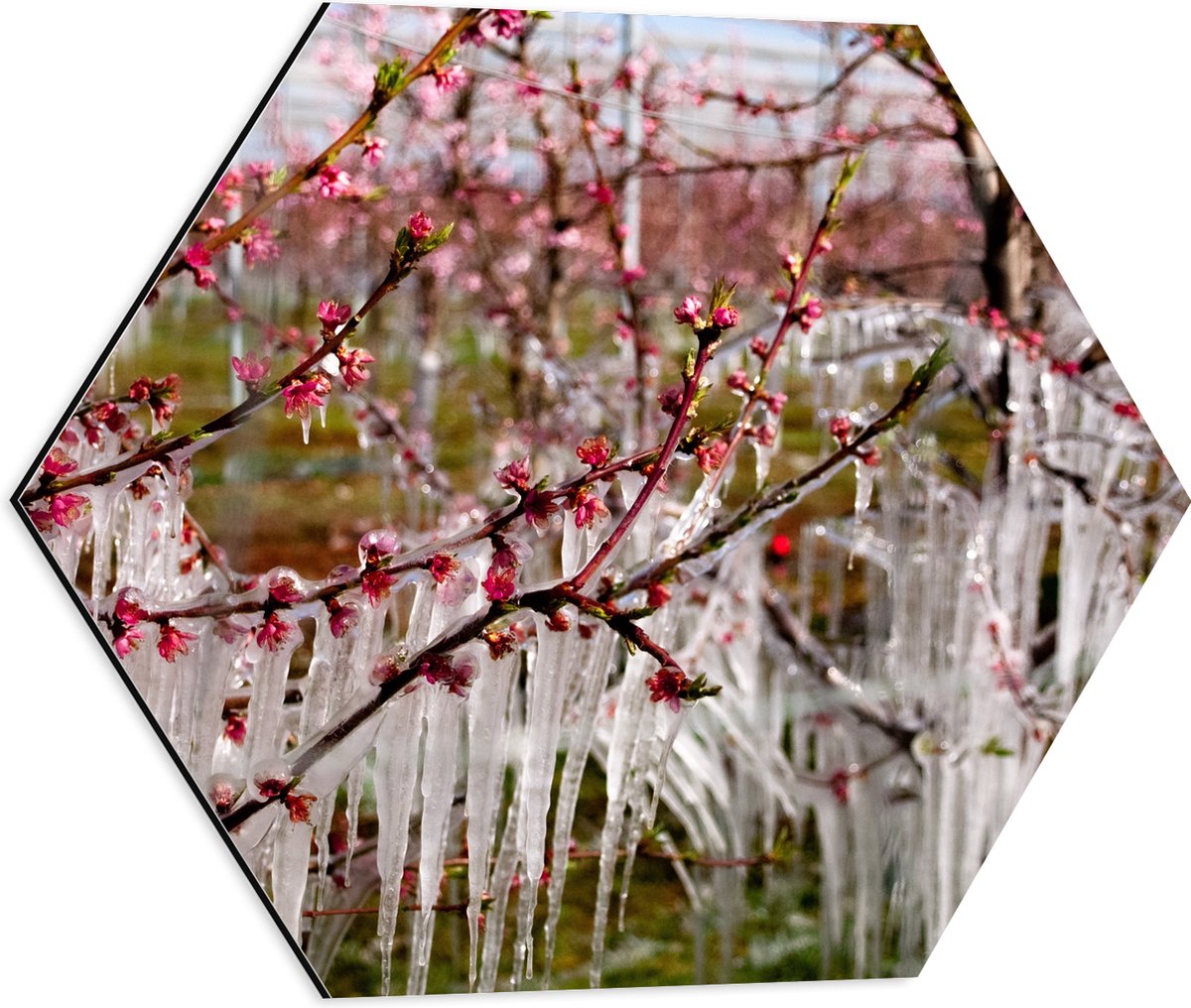 Dibond Hexagon - IJspegels aan Bloesemboom - 50x43.5 cm Foto op Hexagon (Met Ophangsysteem