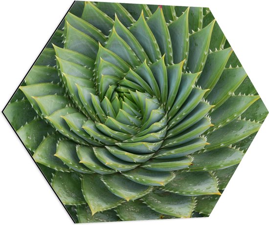 WallClassics - Dibond Hexagon - Spiraalvormige Cactus - 70x60.9 cm Foto op Hexagon (Met Ophangsysteem)