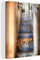 Canvas Schilderij Slapende hond op trap - 60x80 cm - Wanddecoratie