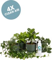 Ogreen Forest planten pakket - Luchtzuiverend - Set van 4 stuks - Planten gifts - Kamerplanten - Cadeau - Planten Voeding - Giftbox - Geschenkset