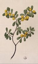 IXXI Quinine Bush - Wanddecoratie - Eten en Drinken - 60 x 100 cm