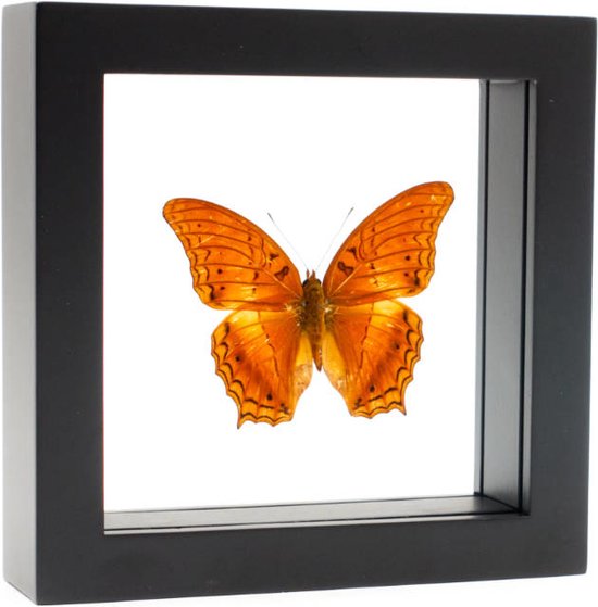 Opgezette Vlinder in Zwarte Lijst Dubbelglas - Vindula Dejone