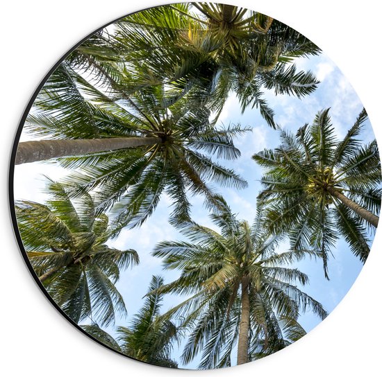 WallClassics - Dibond Muurcirkel - Onderaanzicht van Hoge Groene Palmbomen - 20x20 cm Foto op Aluminium Muurcirkel (met ophangsysteem)