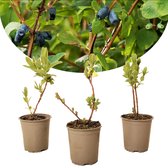 Plant in a Box - Lonicera kamtchatica - Set van 3 - Honingbes - Vruchtdragende heester - Zelf bestuivend - Pot 9cm - Hoogte 25-40cm