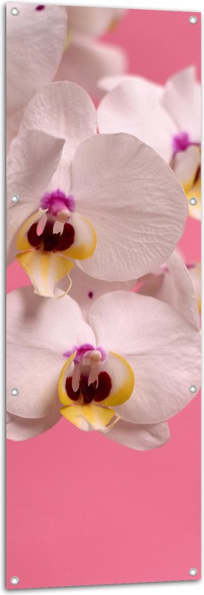 Tuinposter – Witte Orchideeën op Roze Achtergrond - 50x150 cm Foto op Tuinposter (wanddecoratie voor buiten en binnen)