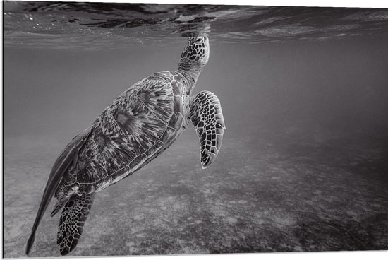WallClassics - Dibond - Zeeschildpad Zwemmend naar Wateroppervlak (Zwart- wit) - 90x60 cm Foto op Aluminium (Wanddecoratie van metaal)