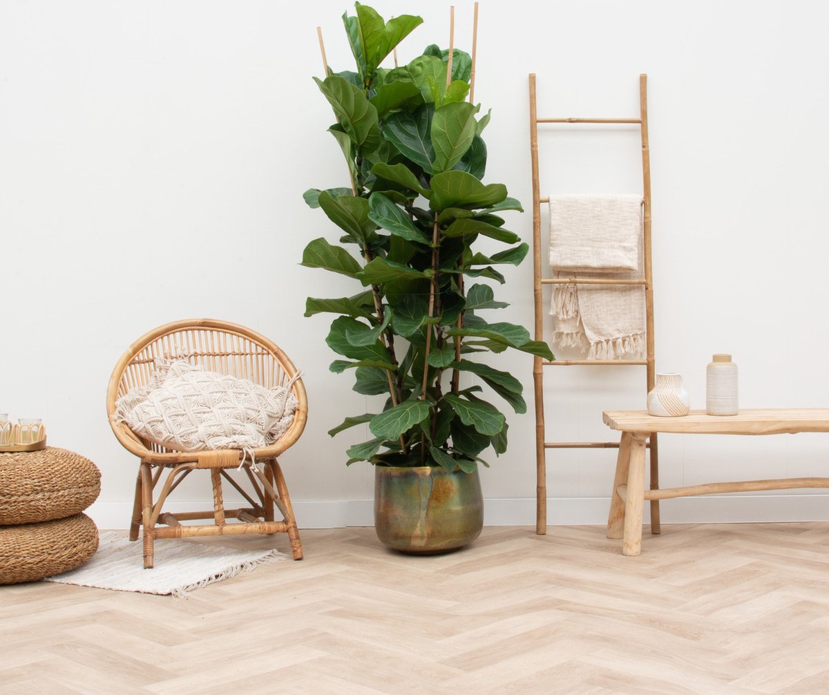 Ficus Lyrata struik XXL - 100cm