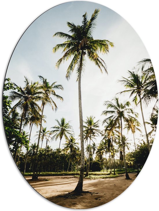 WallClassics - Dibond Ovaal - Park met Hoge Palmbomen - 72x96 cm Foto op Ovaal (Met Ophangsysteem)