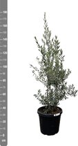Olea Europaea olijf struik - 200cm