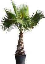 Palmier mexicain Washingtonia robusta 225 cmWarentuin Naturel