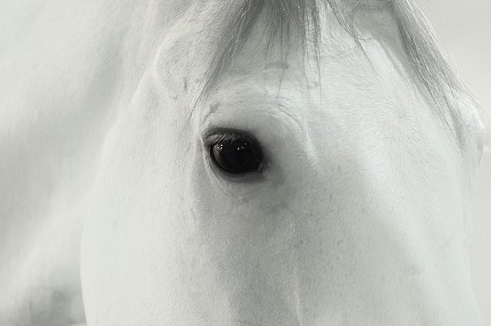 Dibond - Dier / Dieren Wildlife / Paard - Grijs / wit / zwart - 100 x 150 cm