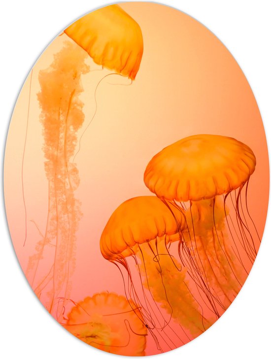PVC Schuimplaat Ovaal - Oranje Kwallen op Lichtoranje Achtergrond - 60x80 cm Foto op Ovaal (Met Ophangsysteem)