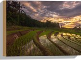 Hout - Rijstvelden Vol Regenwater in Indonesië - 40x30 cm - 9 mm dik - Foto op Hout (Met Ophangsysteem)