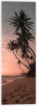 WallClassics - Acrylglas - Groepje Hoge Palmbomen op het Strand bij Zonsondergang - 20x60 cm Foto op Acrylglas (Met Ophangsysteem)